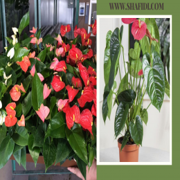 FRESH ANTHURIUM